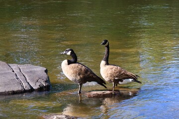 Two Canada geese resting on rocks in shallow river water © fluffypw88