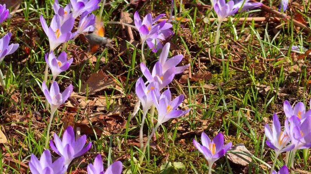 A hawk moth hovers and flies between blooming purple crocus flowers in a sunlit meadow, pollinating blossoms among green grass and dry leaves.