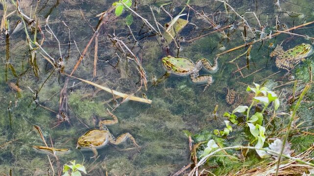 Several green frogs float on the surface of a shallow pond, one inflating its throat while calling among aquatic plants and submerged twigs.