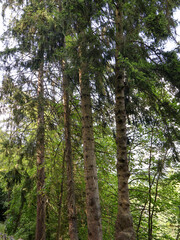   Group of tall fir tree trunks standing in a dense evergreen coniferous forest under bright sky on a sunny day  ,trees in the forest © Nadiia.