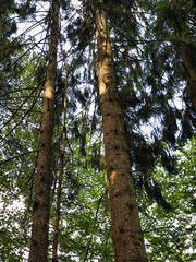  Tall pine tree trunks looking up from below in a dense coniferous forest with green branches against bright sky   ,tree in the forest © Nadiia.