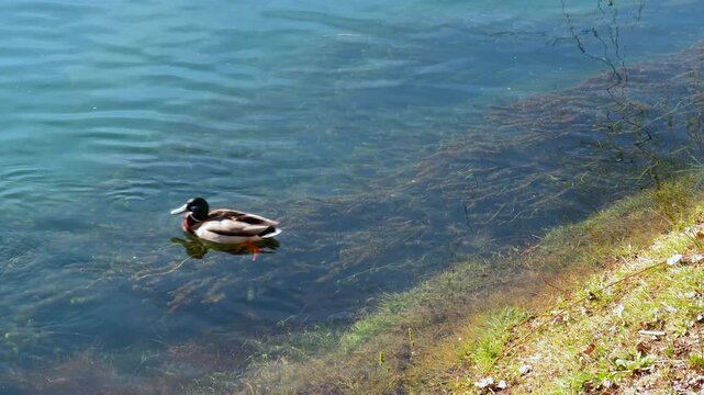 A shelduck and a female duck swim side by side over clear shallow water near a grassy bank, then drift apart as one moves toward open water.