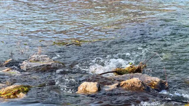 A small yellow and black bird perches on debris amid rushing river water flowing over rocks, capturing a calm natural stream scene outdoors.