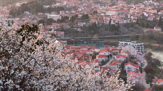 A blooming white flowered tree frames a panoramic view of a coastal town with red tiled roofs, a river, and hillside houses in early spring.