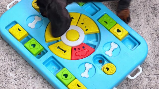 A black and tan dachshund dog sniffs and noses a colorful interactive puzzle toy on a carpet, searching for hidden treats, then walks away leaving the toy empty on the floor.