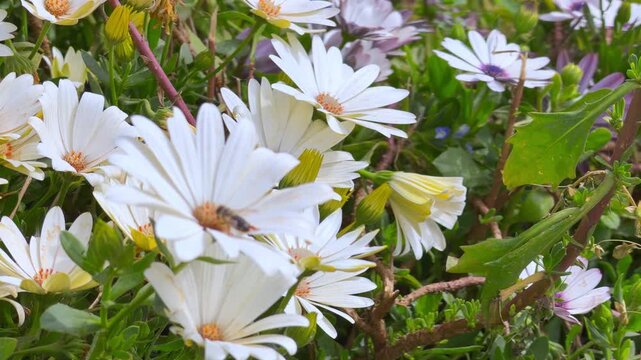 A bee crawls across a white daisy blossom amid a cluster of blooming daisies and green foliage in a garden, a scene of natural pollination.