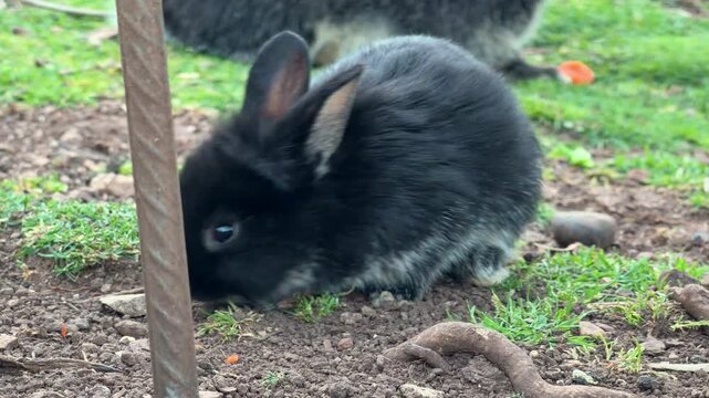 A black and grey rabbit sniffs and forages on bare soil among grass in a backyard garden, with another rabbit and a carrot piece visible behind it.