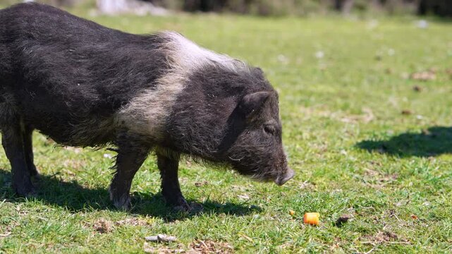 A black and white pot bellied pig picks up a piece of carrot with its snout, then walks and grazes across a grassy field in daylight.