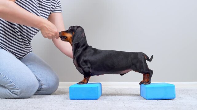 A black and tan dachshund dog stands balanced with front paws on two blue yoga blocks while a woman offers a treat and pets its head, a concept of pet training and obedience.