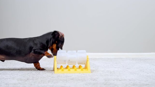 A black and tan dachshund dog stretches forward and pushes its snout into a yellow treat dispenser with clear cups on a light carpet, a concept of slow feeding for pet wellness.