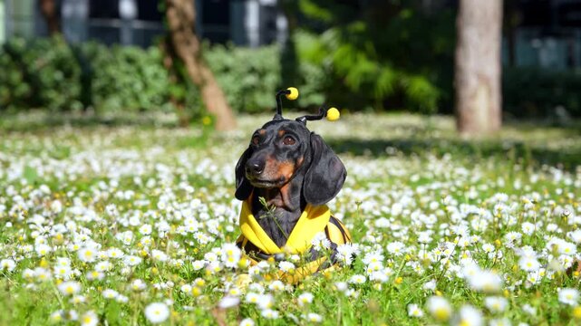 A black and tan dachshund dog wearing a yellow bee costume with antenna sits amid white daisy flowers in a grassy park, turning its head and looking around.