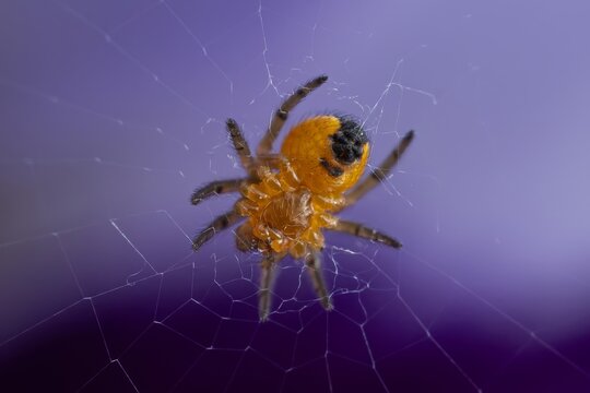 Tiny spider rests on delicate web against soft purple backdrop