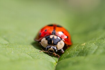 Red ladybug rests on green leaf © MD Media