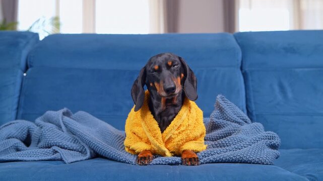 A black and tan dachshund dog wears a yellow bathrobe while lying on a blue knitted blanket on a sofa, looking around calmly at home.