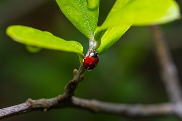 Tiny red ladybug perches on a leafy twig © MD Media