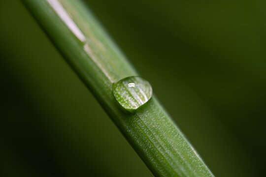 Single dewdrop rests on a slender green blade