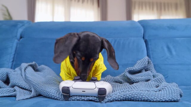 A black and tan dachshund dog wearing a yellow shirt sniffs and paws at a white game controller on a blue sofa, a playful concept of pets enjoying technology at home.