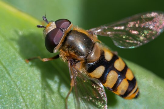 Close-up of a hoverfly resting on a green leaf