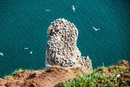 seagulls on sea stack