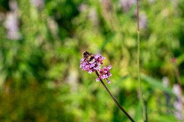 Bee collecting nectar on a pink flower in a summer garden © Yuxiao