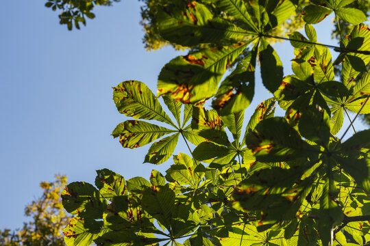 Backlit horse chestnut leaves against a blue sky in early autumn