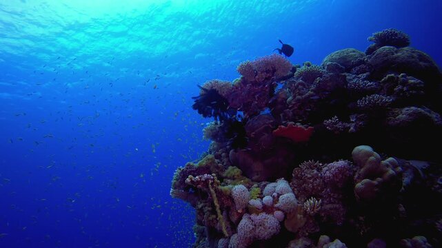 Underwater World of the Red Sea. Reef coral scene. Coral garden seascape. Colourful tropical reefs. Vibrant coral garden.