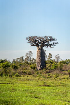 Madagascar baobab tree in a grassy landscape