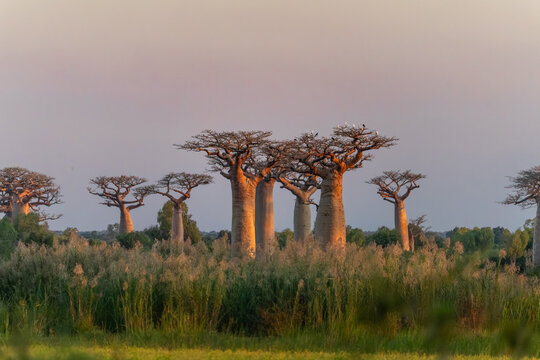 Baobab trees in Madagascar at golden hour