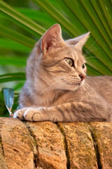 Cat on a Wall © Simonetta
