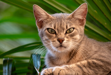 Portrait of a Cat © Simonetta