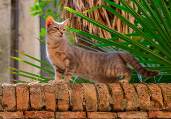 Cat Stretching on a Wall © Simonetta