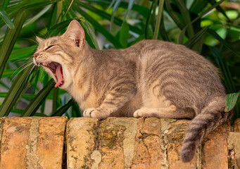 Cat on a Wall Yawning © Simonetta