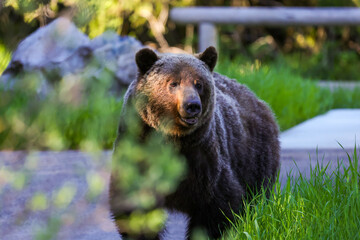 Mama Grizzly bear in Kananaskis country © Momoe