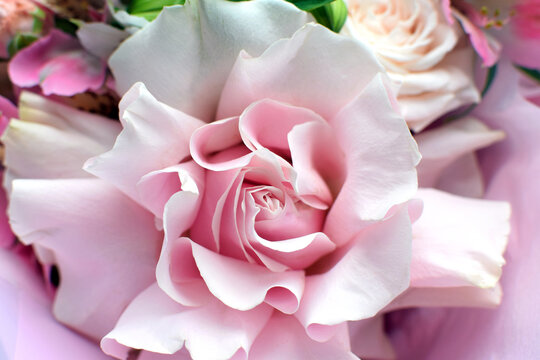 A delicate pink rose turned inside out. Wedding bouquet, floral card. Selective focus, shallow depth of field.