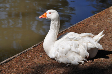 Beautiful goose sunbathing on the lake shore © Myrarte