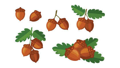 Beautiful brown acorn vector illustration collection with green oak leaves and branches isolated on a white background © moinul