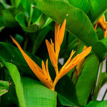 Bird of paradise flower (Strelitzia) blooming in a tropical garden in Roatan, Honduras