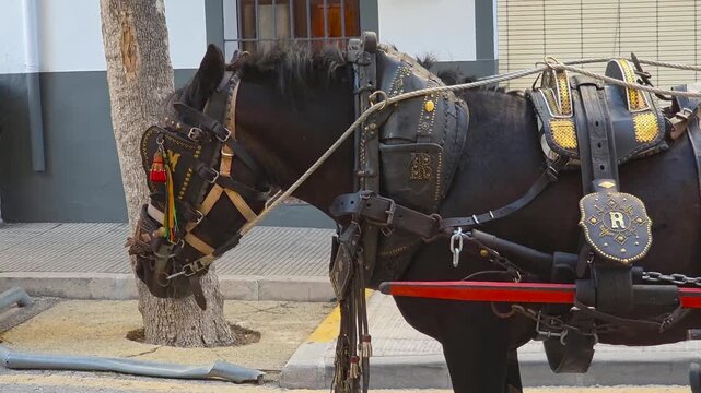 Side view close-up of a majestic black draft horse wearing ornate traditional Spanish leather harness decorated with brass studs and tassels.
