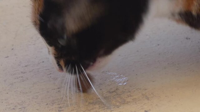 Unique chimera cat with two-toned split face eagerly chewing a large dry food kibble, close-up macro, slow motion shot.