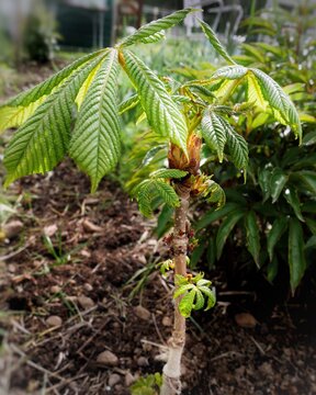 A young horse chestnut sapling with fresh green palmate leaves budding and unfolding in the garden soil.