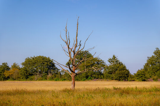 Scenic Dutch nature landscape in summer, Solitary bare tree standing in a dry grassland field under clear blue sky, A bare, dead tree stands in a golden field in the countryside, Drenthe, Netherlands.