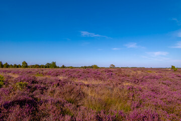 Purple flowers Calluna vulgaris (Heide, Heather, Ling) The sole species in genus of Calluna, Ericaceae family, Balloerveld is a hamlet in the municipality of Aa en Hunze, Drenthe province, Netherlands © Sarawut