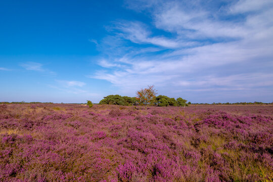 Purple flowers Calluna vulgaris (Heide, Heather, Ling) The sole species in genus of Calluna, Ericaceae family, Balloerveld is a hamlet in the municipality of Aa en Hunze, Drenthe province, Netherlands