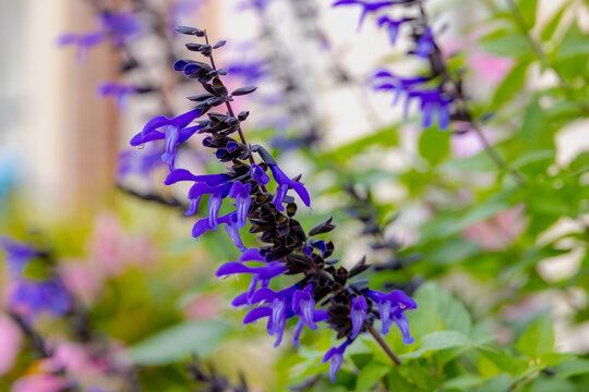 Selective focus of deep blue Vuursalie flowers in the garden, Salvia splendens, The scarlet sage or tropical sage is a tender herbaceous perennial native to Brazil, Natural floral pattern background.