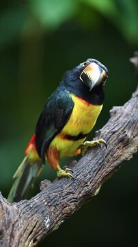 Collared Aracari perched on a mossy branch
