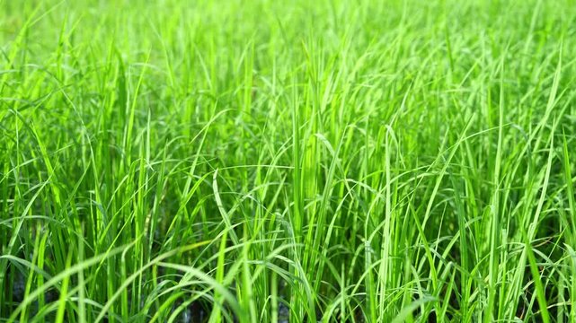 4k Slow motion footage of lush green rice plants swaying gently in the breeze. Fresh green paddy field background with beautiful natural light.