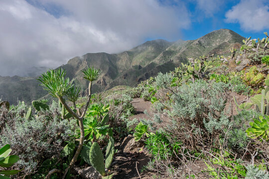 Vegetation im Teno-Gebirge, Teneriffa
