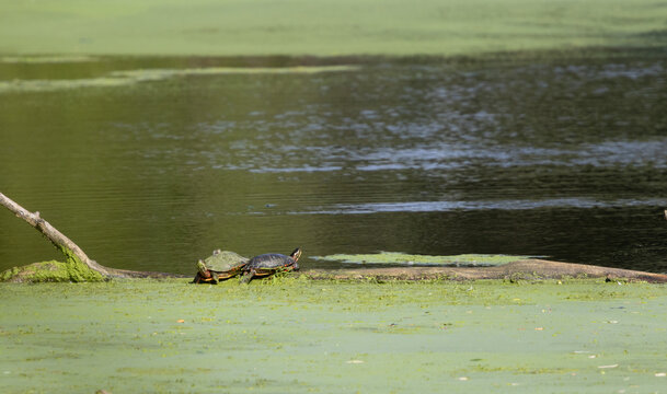 Two Painted Turtles Basking on a Log in a Duckweed Pond