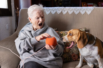 Senior woman reacting to a digital assistant while a beagle yawns next to her