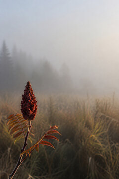 Rust red sumac seed head in a misty autumn meadow